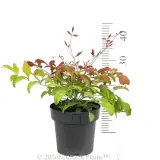 Nandina Blush™ - Ruler