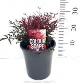 Nandina Colourscape - Alt