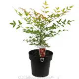 Heavenly Bamboo - Plant photo
