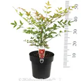 Heavenly Bamboo - Product photo
