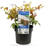 Dwarf Sacred Bamboo - Plant photo