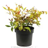 Dwarf Sacred Bamboo - Alternate photo