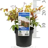 Dwarf Sacred Bamboo - Product photo