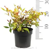 Dwarf Sacred Bamboo - Reference photo