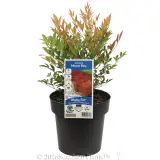 Nandina Moon Bay - Plant photo