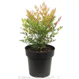 Nandina Moon Bay - Alternate photo