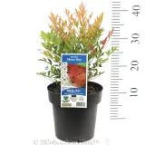 Nandina Moon Bay - Product photo