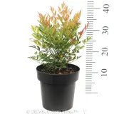 Nandina Moon Bay - Reference photo