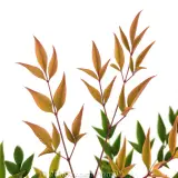 Nandina Moon Bay - Detail photo