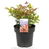 Nandina Sunset Boulevard - Primary