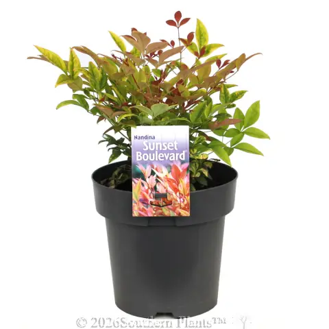 Nandina Sunset Boulevard