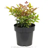Nandina Sunset Boulevard - Alt