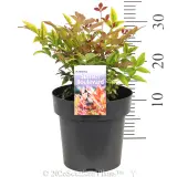 Nandina Sunset Boulevard - Pack