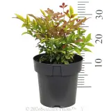 Nandina Sunset Boulevard - Ruler