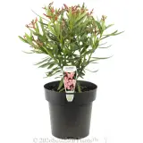 Nerium Dwarf Pink - Plant photo