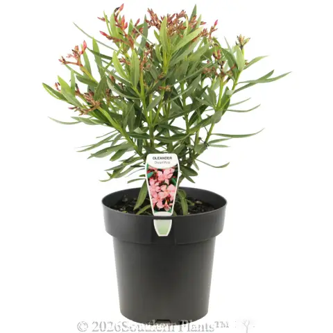 Nerium Dwarf Pink