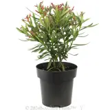 Nerium Dwarf Pink - Alternate photo