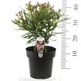 Nerium Dwarf Pink - Product photo