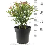Nerium Dwarf Pink - Reference photo