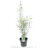 Del Morocco Olive - Primary