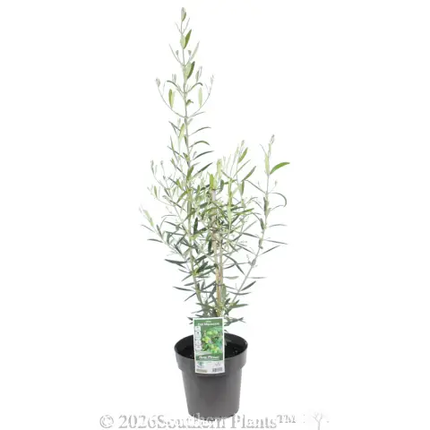 Del Morocco Olive