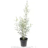 Del Morocco Olive - Alt