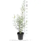 Del Morocco Olive - Ruler