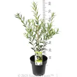 Olive Dwarf Fruiting
 Olea spp Olive. Shaken, Not Stirred - Product photo
