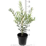 Olive Dwarf Fruiting
 Olea spp Olive. Shaken, Not Stirred - Reference photo