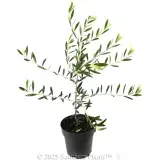 Kalamata Olive - Alternate photo