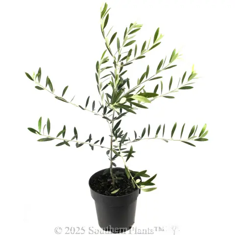 Kalamata Olive