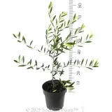 Kalamata Olive - Reference photo