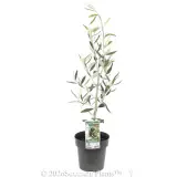 Kolossus Olive - Primary