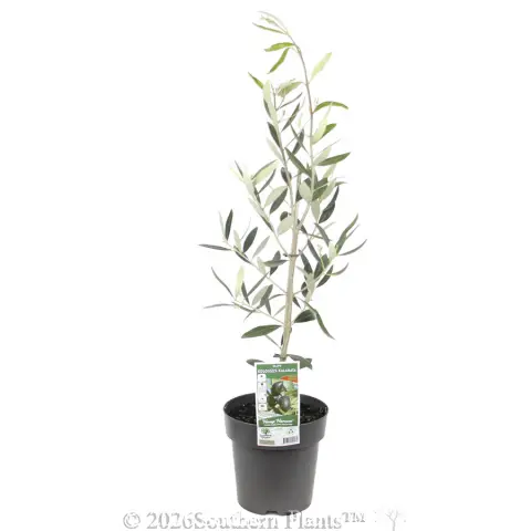 Kolossus Olive