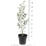 Kolossus Olive - Ruler