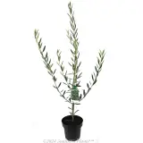 Manzanillo Olive - Plant photo