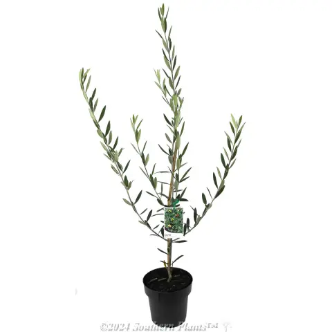 Manzanillo Olive
