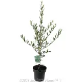 Mission Olive - Plant photo