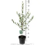 Mission Olive - Product photo