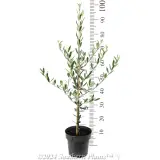 Mission Olive - Reference photo