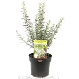 Spring Bling Olearia - Plant photo