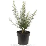Spring Bling Olearia - Alternate photo