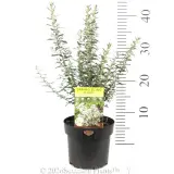 Spring Bling Olearia - Product photo