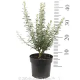 Spring Bling Olearia - Reference photo