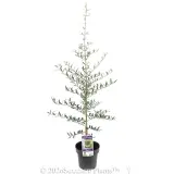 Olive Tolley's Upright - Primary