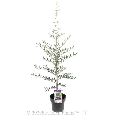 Olive Tolley's Upright