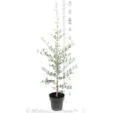 Olive Tolley's Upright - Ruler