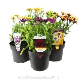 African Daisy - Plant photo