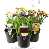 African Daisy - Product photo