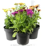African Daisy - Reference photo